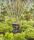 Gardena 13325-20 Wassersprinkler Schwingender Wassersprinkler Schwarz