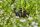 Gardena 13317-20 Bewässerungstropfer 2 l/h Schwarz Inline-Montage