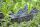 Gardena MDS 6-Pat.Spray Nozzle Schwarz Endzeilenmontage