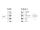 DELOCK CAN Bus Kabel RJ45 St > D-Sub 9 Pin St Cat.5e STP 1m