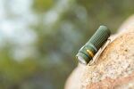OLIGHT Taschenlampe Baton 4 OD Green