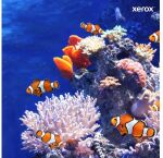 XEROX Toner schwarz       HC  PH7800 (24.000 Seiten)