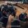 LOGITECH G29 SE Driving Force USB (PS5/PS4/PS3)