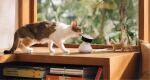 Petlibro Scout Smart Camera Dome IP-Sicherheitskamera Drinnen 1920 x 1080 Pixel Decke/Wand/Schreibtisch