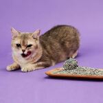 Petkit Katzenstreu Mix (5 in 1) | 4 Beutel