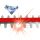 Einhell Heckenschere GE-EH 7067 (rot/schwarz, 700 Watt)