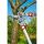 WOLF Garten Amboss-Astschere Power Cut RS 650 (rot/grau, 65cm)
