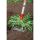 WOLF Garten Bügeljäter HO-M 15, multi-star (rot/gelb, 15cm)