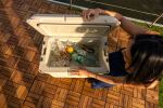 COLEMAN PRO 45QT Kühlbox