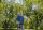 Gardena 11138-20 Gartensprüher Rucksack-Gartenspritzer 5 l